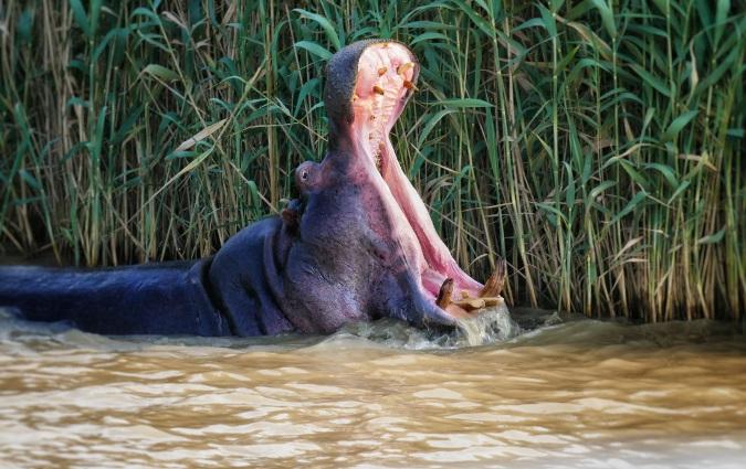 Voyage Afrique du Sud hippotame
